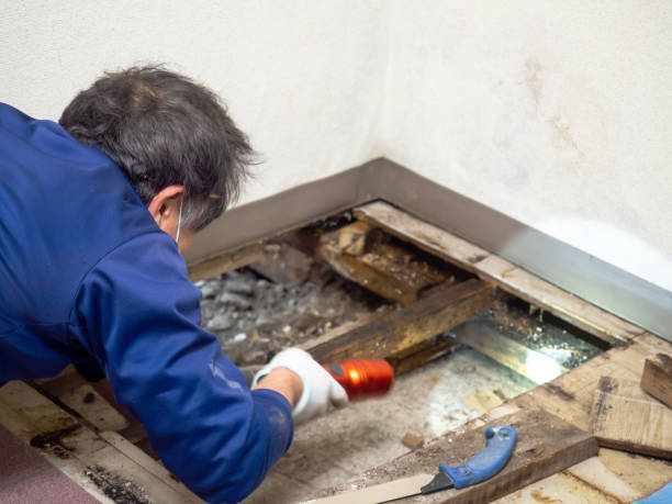 Best Commercial Mold Removal  in Church Hill, MD
