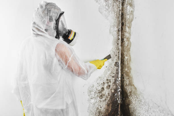 Trusted Church Hill, MD Mold Removal Experts