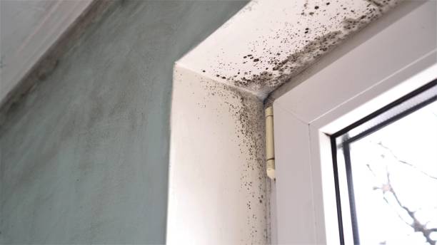 Best Fast Mold Removal  in Church Hill, MD