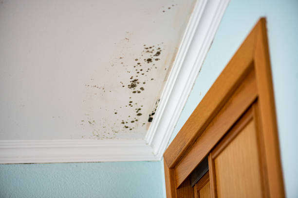 Professional Mold Removal in Church Hill, MD