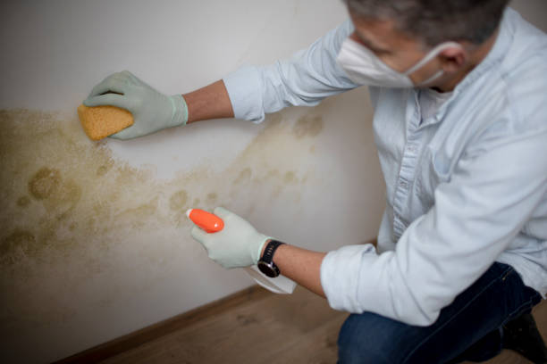 Best Certified Mold Removal  in Church Hill, MD