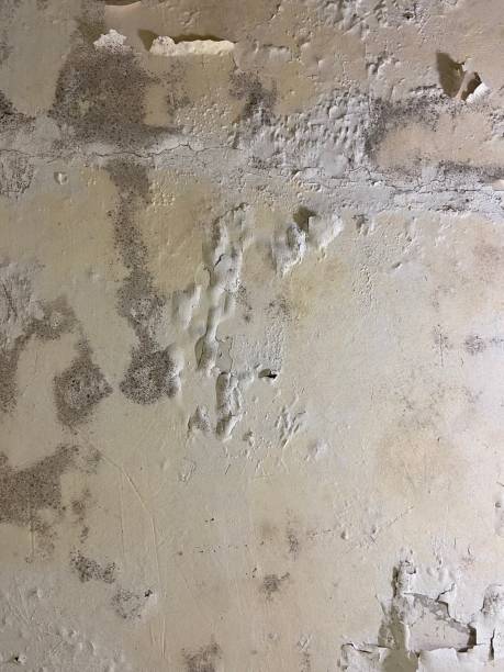 Best Certified Mold Removal  in Church Hill, MD