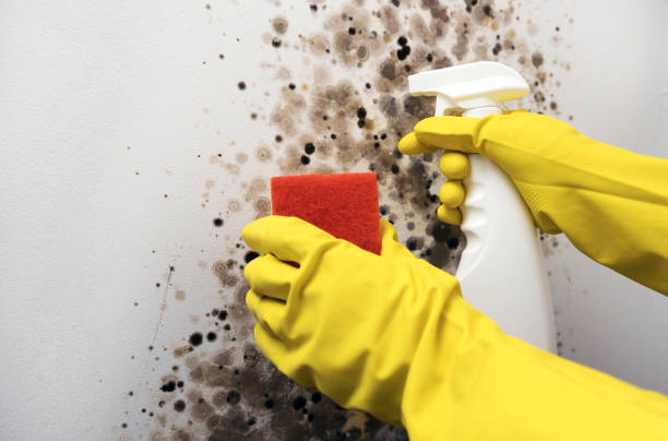 Best Residential Mold Removal  in Church Hill, MD