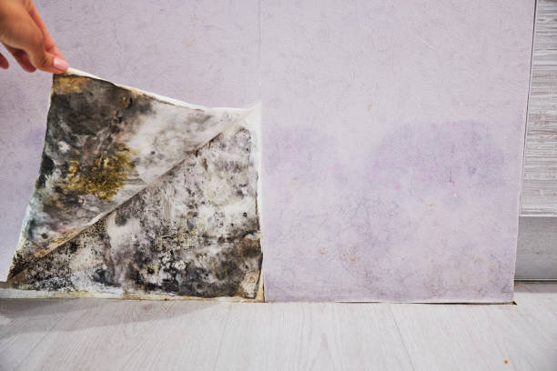 Best Black Mold Removal  in Church Hill, MD